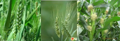 N-Pen2.jpg N-Pen2.jpg